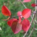 MuT Aronia prun Viking Herbst 5649WEB