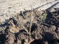 Sanddorn: leichte Sträucher Pflanzung