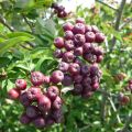 MuT Sorbus Hybr Likjornaja Frucht 6WEB