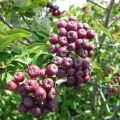 MuT Sorbus Hybr Likjornaja Frucht 6WEB