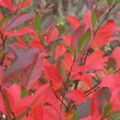 MUT 2020 Aronia arbutifolia Brilliant Herbstlaub 5885WEB