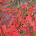 MUT 2020 Aronia arbutifolia Brilliant Herbstlaub 5885WEB