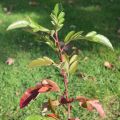 MuT Sorbus Hybr Burka HerbsL 5826WEB