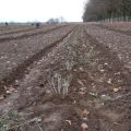 Sanddorn: neu angelegte Plantage