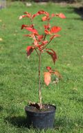 MuT Sorbus Hybr Likjornaja HerbsL 5848WEB