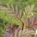 MuT Sorbus Hybr  Titan Blatt 5880WEB