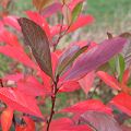 MUT 2020 Aronia arbutifolia Brilliant Herbstlaub 5937WEB