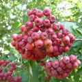 MuT Sorbus Hybr Titan Frucht 20WEB