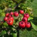 MuT Sorbus Hybr Dessertnaja2 WEB