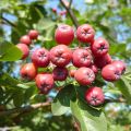 MuT Sorbus Hybr Ivans Beauty Frucht 5WEB