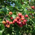 MuT Sorbus Hybr Ivans Beauty Frucht 4WEB