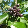 MuT 2020 Sorbus Hybr Granatnaja 3WEB