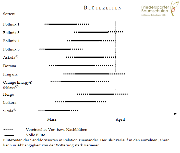 Sanddorn - Blütezeiten