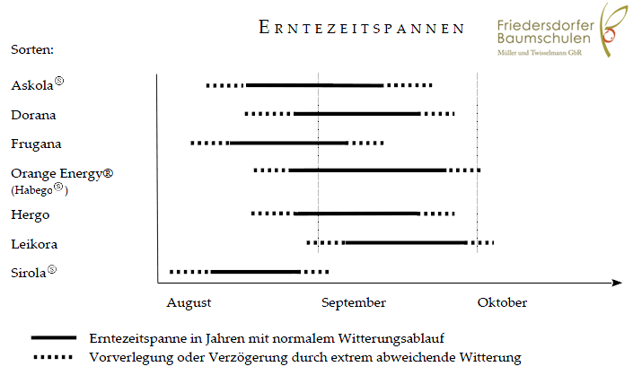 Sanddorn - Erntezeitspannen